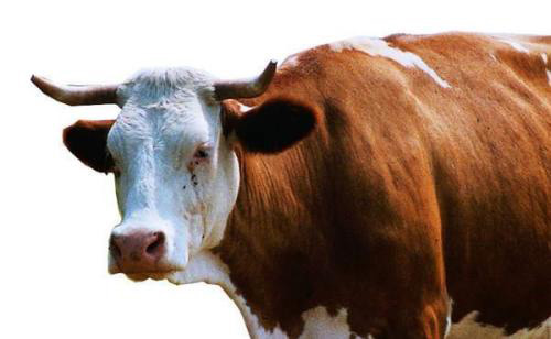 临门一脚的福气，可不能被泡沫破坏——动物胶消泡剂