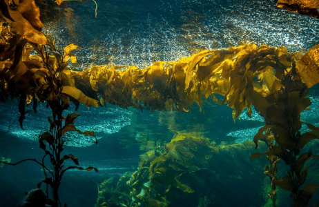 重磅！打击水处理泡沫用无硅水处理消泡剂